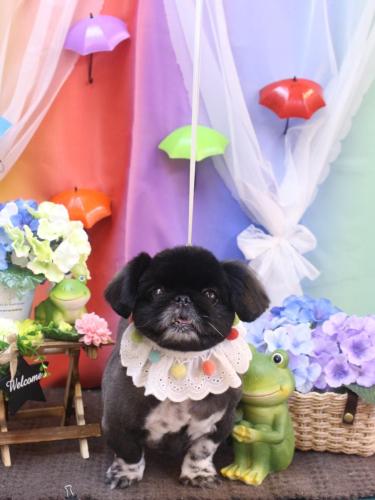 20230610つきみちゃん